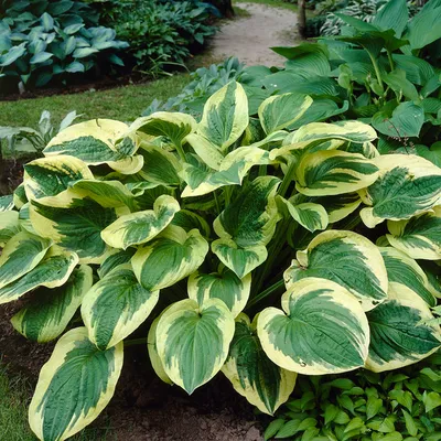 Hosta 'Wheee!' - Midwest Groundcovers, LLC