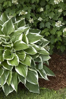 Wide Brim Hosta | Breck's