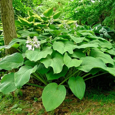 12 Types of Variegated Hosta to Plant in Your Yard