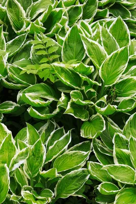 LIBERTY HOSTA – Hinsdale Nurseries – Welcome to Hinsdale Nurseries