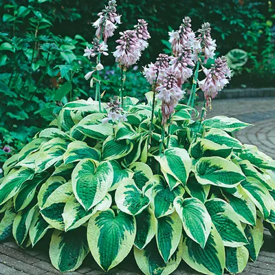Hosta 'Satisfaction' - buy Plantain Lily at Coolplants