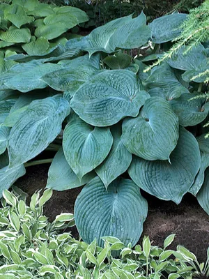 Hosta Stained Glass | Stained Glass Hosta - Plant Delights Nursery