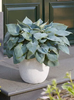 Hosta Francee (Ships in Spring) Plantain Lily from ADR Bulbs