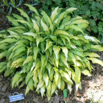 Orange Marmalade Hosta | Brecks.com