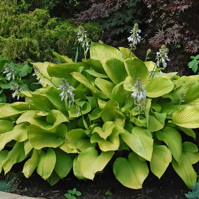 Hosta Wheee Plantain Lily for Sale | Rare Roots
