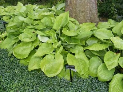 Age of Gold Hosta PP30902 Sun Tolerant Slug Resistant Hosta – NH Hostas