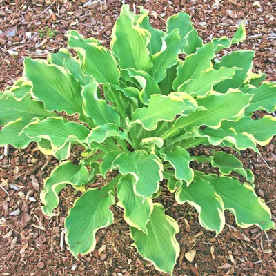 Hosta 'Stained Glass' Plantain Lily | Wayside Gardens | Wayside Gardens