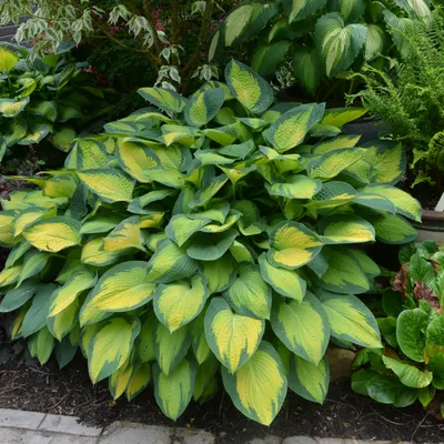 Hosta Assorted Collection - 9 bare roots - Longfield Gardens