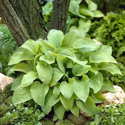 Patriot Hosta: Plant Care and Growing Guide