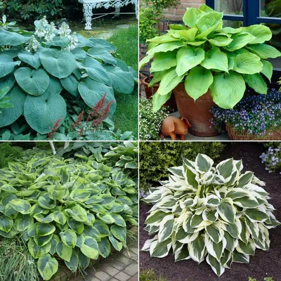 Hosta June Plantain Lily for sale | Rare Roots