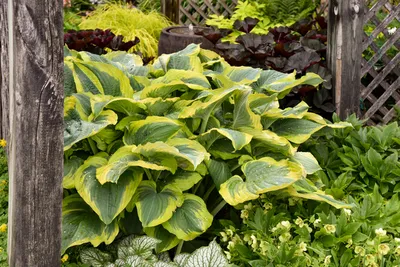 Hosta Patriot | Bluestone Perennials