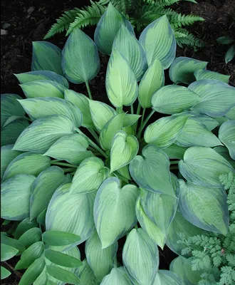 Hosta Plants: Types, Care, and Growing Tips for Stunning Gardens