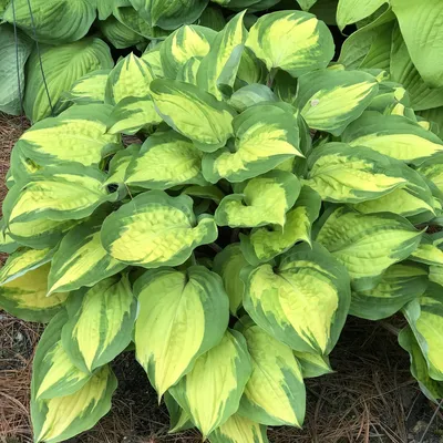 Mixed Hosta Bare Roots For Sale | Hosta Bumper Crop Mix – Easy To Grow Bulbs