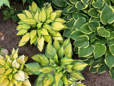 Hosta 'Cool as a Cucumber' (Plantain Lily)