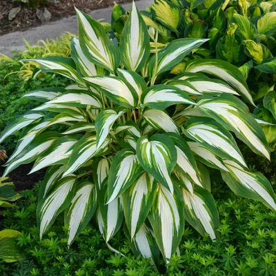 Which Hosta Plants Grow in Hot Zones? | The Tree Center™