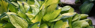 HOSTA FORTUNEI 'ALBOPICTA' I (25 P.OPEN TOP BOX) | Rotex Flowerbulbs BV