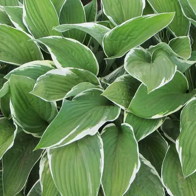 Hosta SHADOWLAND® 'Wu-La-La'