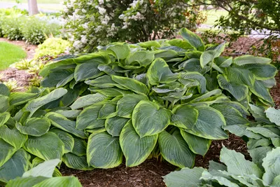 Hosta 'First Blush' Plantain Lily | Wayside Gardens | Wayside Gardens