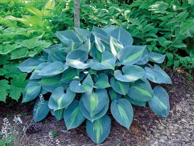 Hostas: UK Grown, Healthy Hosta Plants for Sale - Roots Plants