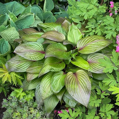 Fire and Ice Hosta, Plantain Lily | American Meadows