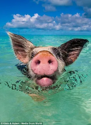 Остров свиней на Багамах: в гостях у мимишных хрюшек | Смак подорожника