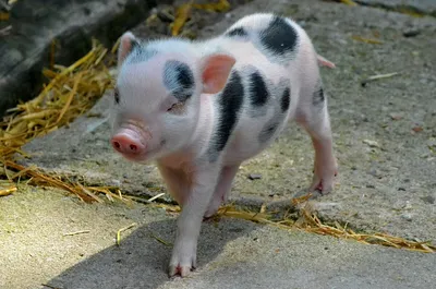 K A T Y A Z A Y A K I NA on Instagram: “Ну все....думаю настал час  запускать новогодних хрюшек?)))🐷🐽🐷🐽⠀ В магазинах потихоньку… in 2023 |  Piggy, Cute pigs, Piggy bank