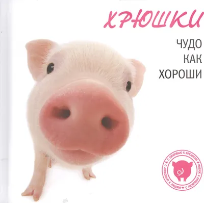 Свинка Ксюша из зоосада поздравила всех с Новым годом (Видео) -  Информационные - WEACOM.RU