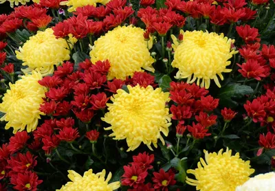 Хризантемы шаровидные купить | Доставка цветов Москва | Интернет-магазин  dakotaflora.com