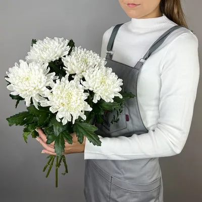 Хризантемы Борг - купить в Москве | Flowerna