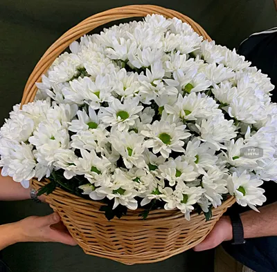 Букет из белой крупной хризантемы – купить с доставкой в Москве