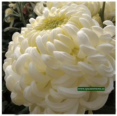 Хризантемы с розами \"Жене\" - 101 шт. за 23 090 руб. | Бесплатная доставка  цветов по Москве