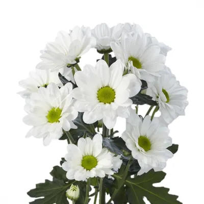 Хризантема Кэрол Chrysanthemum Carole - купить саженцы хризантемы с  доставкой по Украине в магазине Добродар