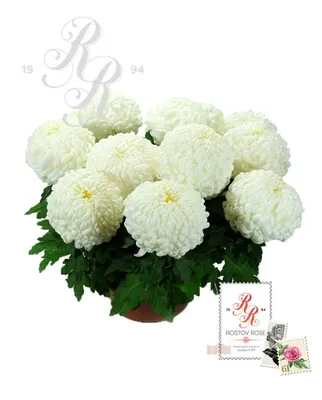 О том, как выбрать зимние хризантемы читайте на сайте Premium-flowers
