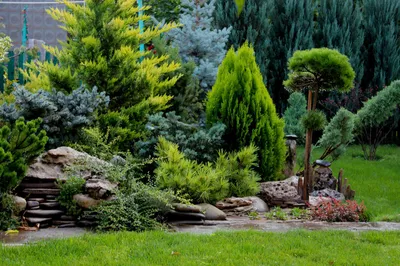 Хвойные деревья и кустарники - прекрасное украшение сада