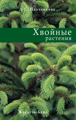 Названы размеры штрафов за срубленные хвойные деревья в Киеве |  Комментарии.Киев