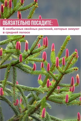 Обязательно посадите: 6 необычных хвойных растений, которые зимуют в  средней полосе | Естественный сад, План благоустройства, Идеи посадки  растений