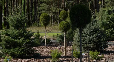 Питомник декоративных растений Elite Garden Харьков, купить декоративные  хвойные деревья и кустарники