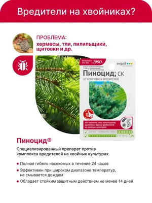 https://uchi.ru/podgotovka-k-uroku/environment_eor/1-klass/quarter-557_2-chetvert/lesson-15615_osobennosti-khvoynykh-rasteniy-uznavanie-kratkoe-opisanie-khvoynye-rasteniya-nashego-kraya/lesson_plan-42261