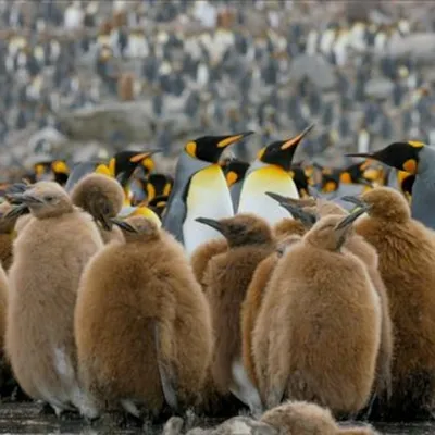 Wildlife Guide: King Penguin Facts | Quark Expeditions