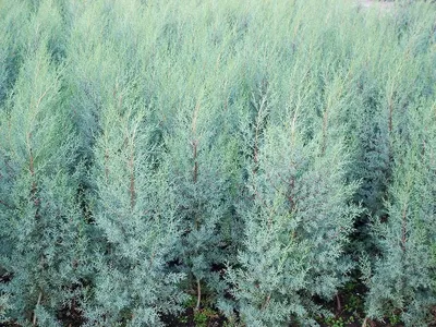 Cupressus sempervirens, Кипарис вечнозелёный|landshaft.info