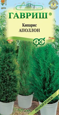 Коллекции растений ЦСБС СО РАН - Cupressus sempervirens L. – Кипарис  вечнозелёный