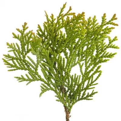 Кипарис вечнозеленый, итальянский (САЖЕНЦЫ. Цена за 1шт) с закрытой  корневой системой — Лесосад