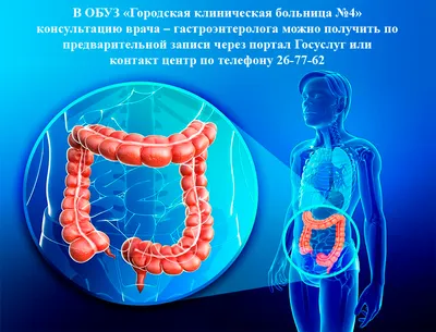 Кишечник человека анатомия кишечника человека внутренний орган человека  векторная иллюстрация изолирована на белом фоне | Премиум векторы