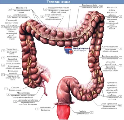 Фотографии Кишечника Человека в JPG, PNG, WebP | Кишечник человека Фото  №755197 скачать