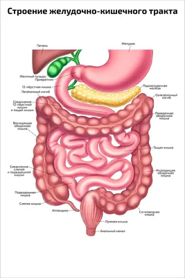 Более 47 700 работ на тему «кишечник человека»: стоковые фото, картинки и  изображения royalty-free - iStock
