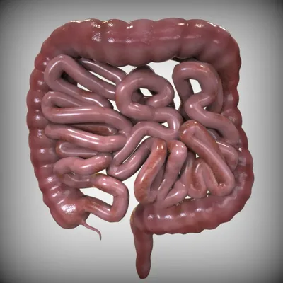 кишечника схема анатомии человека рисованной векторные иллюстрации PNG ,  кишечник, пищевые, анатомия PNG картинки и пнг рисунок для бесплатной  загрузки