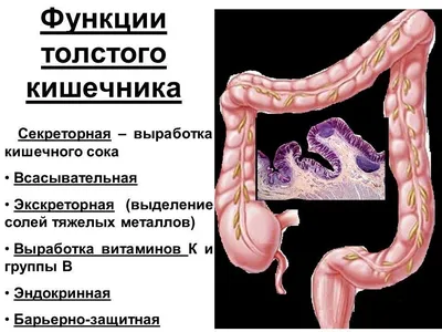 Строение кишечника человека: особенности внутреннего строения тонкого и  толстого кишечника | ИМОДИУМ®