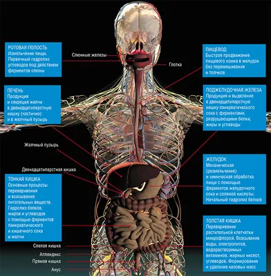 Эндоскопия: как выглядит человек изнутри