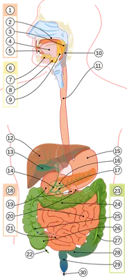 Человеческая анатомия Кишечник Стоковое Изображение - изображение  насчитывающей развертка, предохранение: 127617929