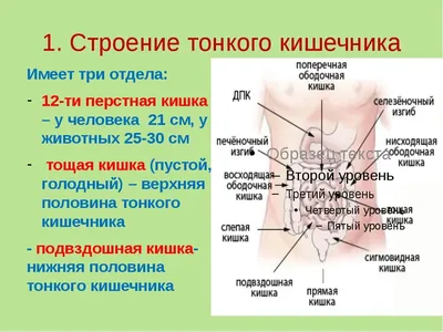 Анатомия кишечника человека (34 фото)